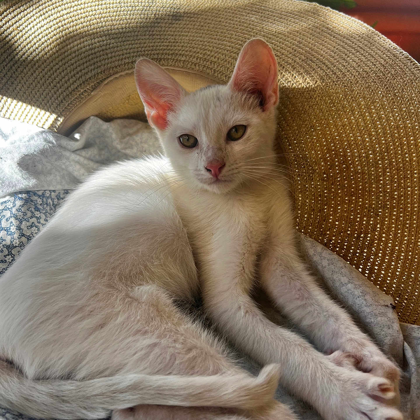 Chicharo joined the competition — help win amazing prizes! animal, blanket, cat, closeup, cozy, cute, fur, hat, indoor, kitten, paw, pet, relaxed, resting, sleepy, sunlight, whiskers, white_cat, woven_hat, young_animal