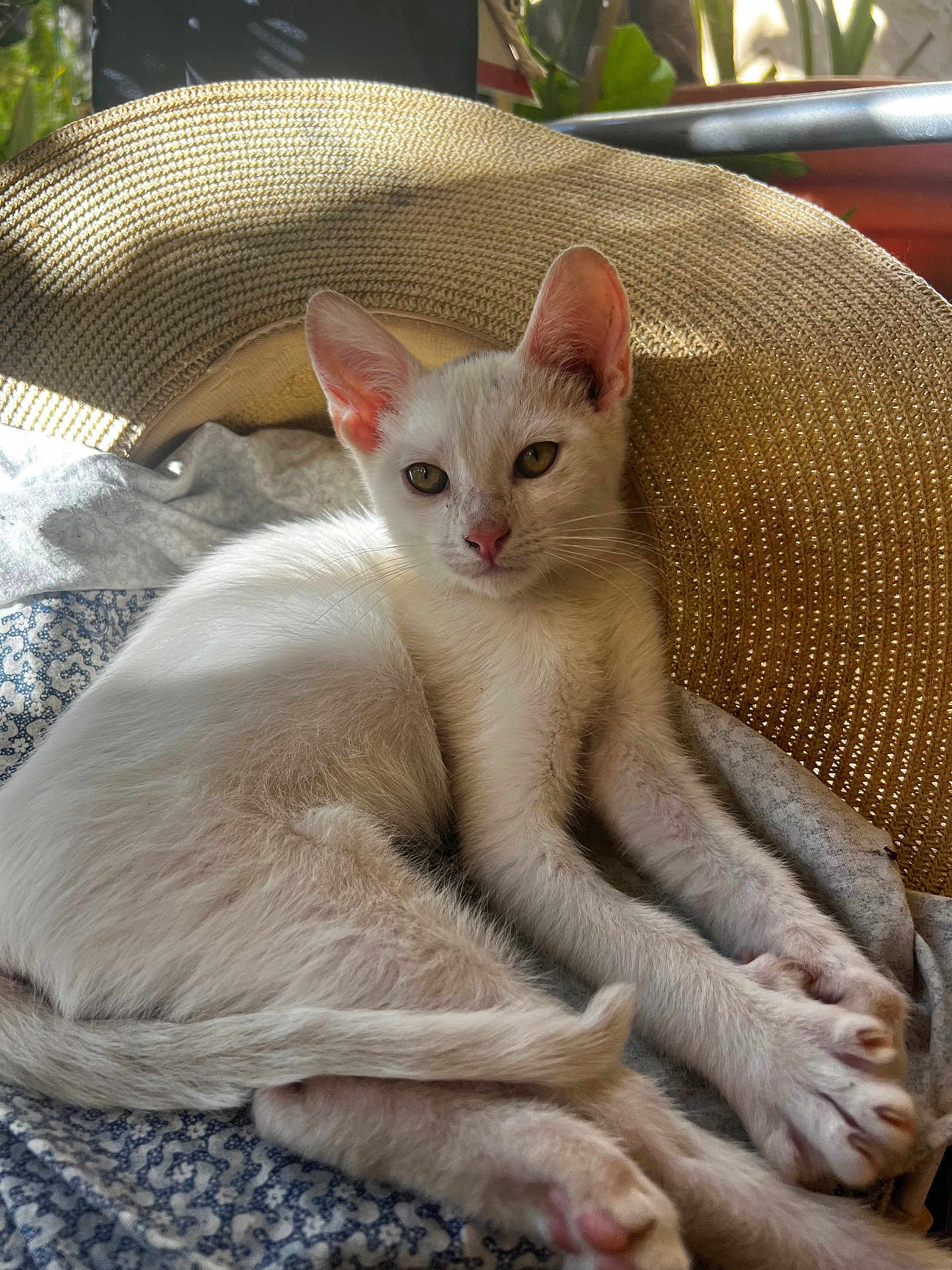 Chicharo joined the competition — help win amazing prizes! kitten, cat, white_cat, pet, animal, resting, sunlight, hat, woven_hat, blanket, indoor, closeup, fur, cute, young_animal, relaxed, paw, whiskers, sleepy, cozy