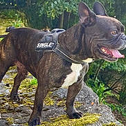 Iron participe au concours pour gagner de l'argent avec cette photo : alert, animal, brindle, canine, daylight, dog, forest, french_bulldog, greenery, happy, harness, leash, moss, nature, outdoor, pet, single, standing, stone_path, tongue_out