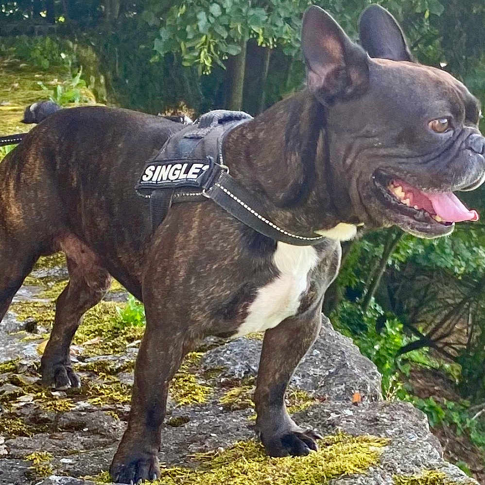 Iron participe au concours pour gagner de l'argent avec cette photo : alert, animal, brindle, canine, daylight, dog, forest, french_bulldog, greenery, happy, harness, leash, moss, nature, outdoor, pet, single, standing, stone_path, tongue_out