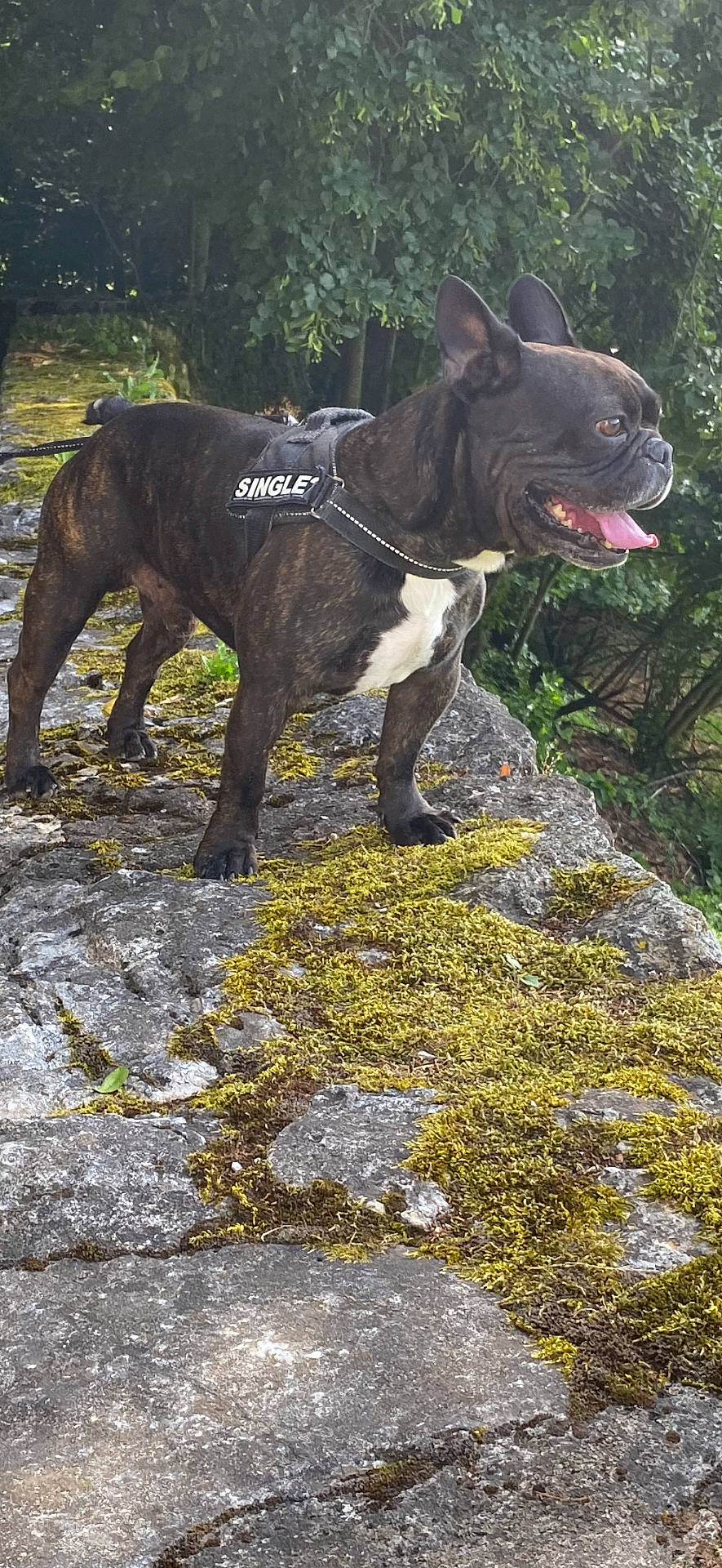 Iron a rejoint le concours — aidez-le/la à gagner de superbes lots ! alert, animal, canine, daylight, dog, ears_up, french_bulldog, greenery, happy, harness, mammal, moss, nature, outdoor, pet, side_view, single, standing, stone, tongue_out