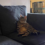 Luna is registered to the contest to win money with this photo: cat, tabby, couch, indoor, furniture, relaxed, seated, pet, animal, striped, living_room, chair, table, curious, home, domestic, cozy, resting, fur, mammal