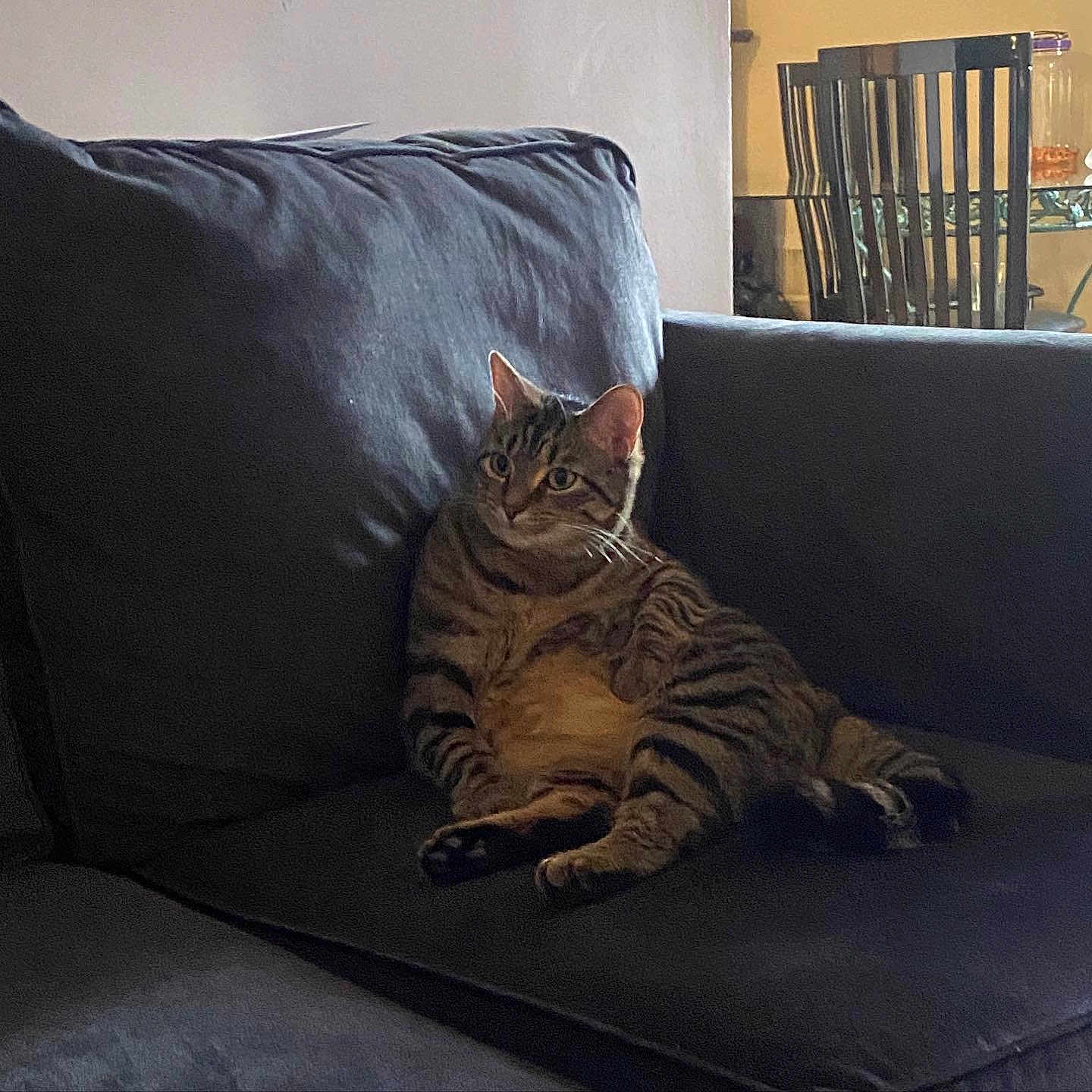 Luna is registered to the contest to win money with this photo: cat, tabby, couch, indoor, furniture, relaxed, seated, pet, animal, striped, living_room, chair, table, curious, home, domestic, cozy, resting, fur, mammal