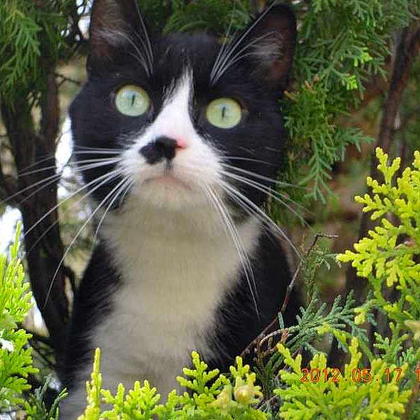 Cookie\'s a rejoint le concours — aidez-le/la à gagner de superbes lots !