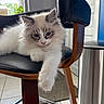 animal, blue_wall, cat, chair, curious, feline, floor_tile, fluffy, indoor, kitchen, kitten, leather, natural_light, paw, pet, relaxed, stretching, trash_bin, window, wood