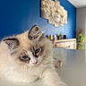 Bali participe au concours pour gagner de l'argent avec cette photo : animal, blue_eyes, blue_wall, cat, close_up, cute, domestic_cat, fluffy, fur, furniture, home_decor, indoor, kitten, pet, plant, portrait, relaxed, stretching, whiskers, white_surface