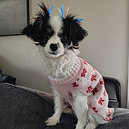 Bella joined the competition — help win amazing prizes! animal, artwork, black_and_white, colorful_ribbons, couch, cozy, cute, decorated, dog, domestic_animal, fur, indoor, pet, pink_sweater, portrait, ribbons, sitting, small_dog, sweater, wall