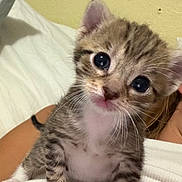 Penelope joined the competition — help win amazing prizes! kitten, tabby, cat, baby_animal, pet, cute, indoor, close_up, animal_face, whiskers, fur, small, young, domestic_cat, sleeping_area, human_arm, white_clothing, yellow_wall, curious, portrait