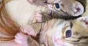 Penelope is registered to the contest to win money with this photo: adorable, animal, arm, blue_eyes, cat, claws, closeup, cute, feline, fur, hair, indoors, kitten, person, pet, playing, snuggling, tabby, white_clothing, young