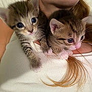 Penelope is registered to the contest to win money with this photo: adorable, animal, baby_cat, cat, clinging, close_up, companion, cozy, cute, domestic_animal, feline, hair, indoor, kitten, person, pet, soft_lighting, tabby, white_clothing, young