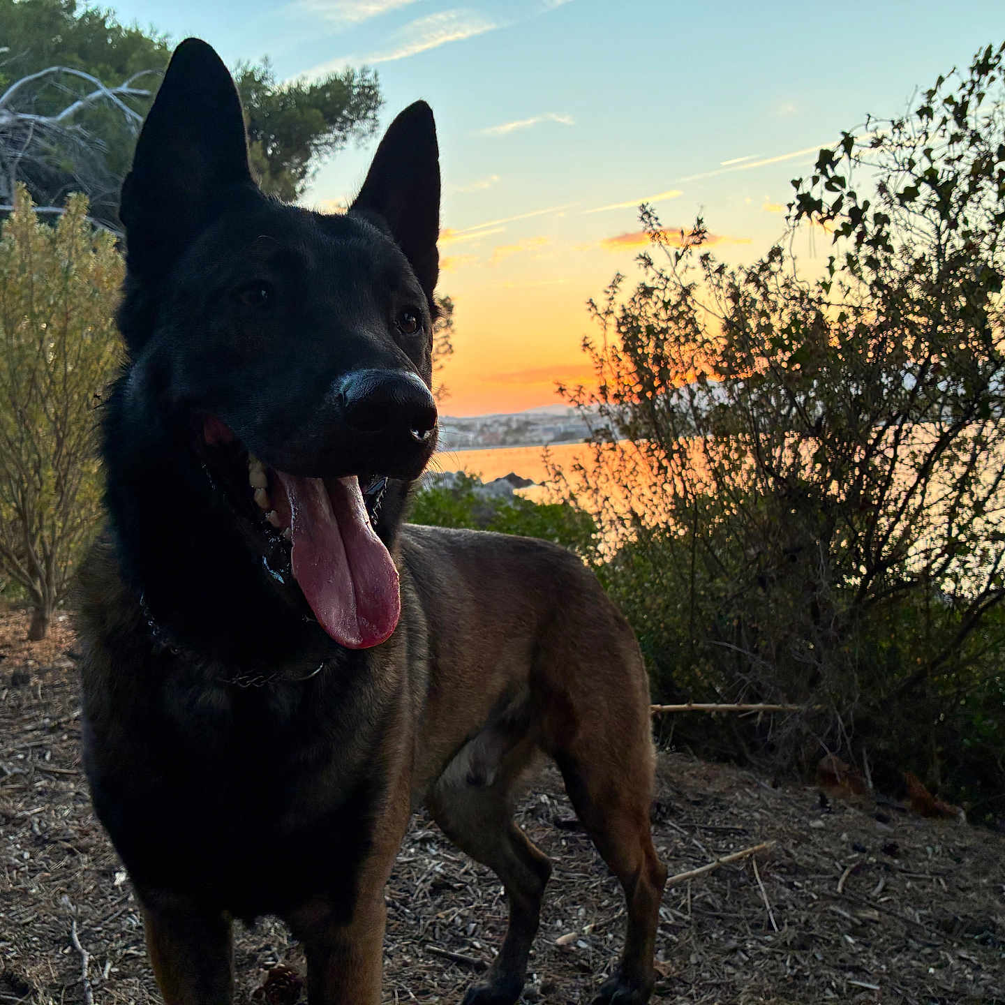 Veinard participe au concours pour gagner de l'argent avec cette photo : dog, german_shepherd, outdoor, sunset, animal, nature, tree, bush, sky, tongue, pet, canine, landscape, sunlight, fur, happy, walking, leaves, ground, forest