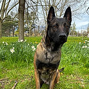 Veinard participe au concours pour gagner de l'argent avec cette photo : dog, outdoor, park, grass, flowers, tree, nature, animal, canine, brindle_coat, sitting, pet, attention, spring, field, greenery, ears_up, collar, landscape, daytime