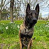 dog, outdoor, park, grass, flowers, tree, nature, animal, canine, brindle_coat, sitting, pet, attention, spring, field, greenery, ears_up, collar, landscape, daytime