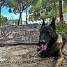 Veinard a rejoint le concours — aidez-le/la à gagner de superbes lots ! dog, german_shepherd, animal, pet, outdoor, park, sand, wooden_sign, trees, greenery, nature, sunlight, sky, building, tongue_out, resting, canine, happy, daytime, leisure