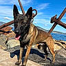 Veinard participe au concours pour gagner de l'argent avec cette photo : animal, blue_sky, canine, coast, daytime, dog, landscape, mammal, nature, outdoor, pet, rocks, rusty_anchor, sea, shore, summer, sunny, tongue_out, walking, water