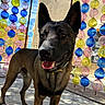 Veinard participe au concours pour gagner de l'argent avec cette photo : animal, building, canine, collar, colorful, daylight, decor, dog, ears_up, glass_orbs, happy, outdoor, pavement, pet, playful, shadow, sky, sunny, tongue_out, vibrant