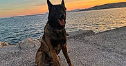 Veinard a rejoint le concours — aidez-le/la à gagner de superbes lots ! dog, belgian_malinois, sunset, ocean, water, sky, rocks, pier, outdoor, animal, pet, canine, sitting, tongue_out, nature, scenic, landscape, sunset_sky, evening, coast