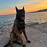 dog, belgian_malinois, sunset, ocean, water, sky, rocks, pier, outdoor, animal, pet, canine, sitting, tongue_out, nature, scenic, landscape, sunset_sky, evening, coast