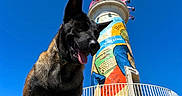 Veinard participe au concours pour gagner de l'argent avec cette photo : animal, art_mural, blue_sky, canine, clear_sky, collar, colorful, daylight, dog, fence, guard_dog, large_dog, lighthouse, outdoor, pet, portrait, smiling, sunny, tongue_out, urban_art