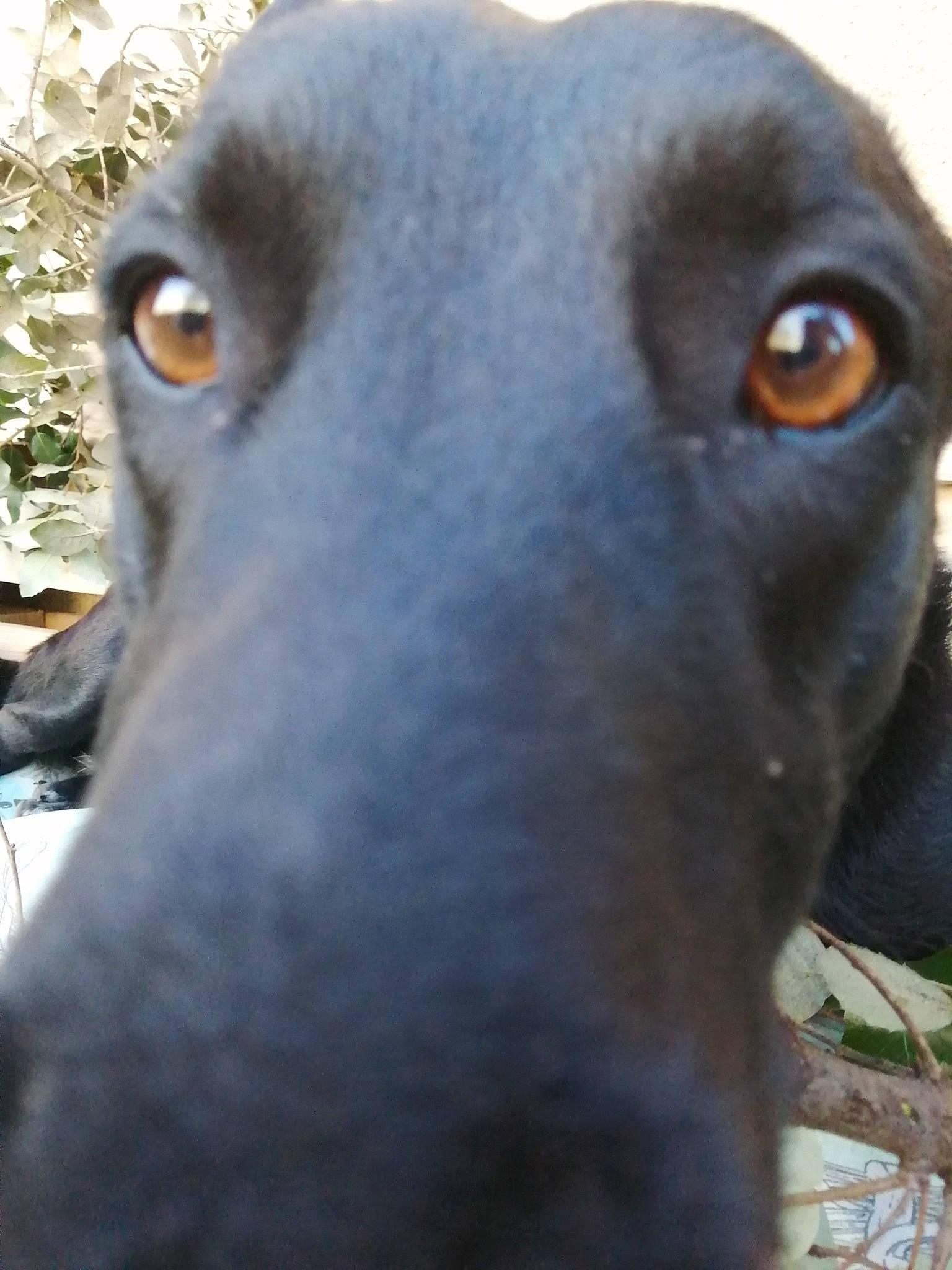 Tara participe au concours pour gagner de l'argent avec cette photo : canidae, carnivore, collar, companion_dog, dog, dog_breed, fawn, fur, guard_dog, hunting_dog, non_sporting_group, rampur_greyhound, sighthound, snout, sporting_group, terrestrial_animal, whiskers, working_animal, working_dog