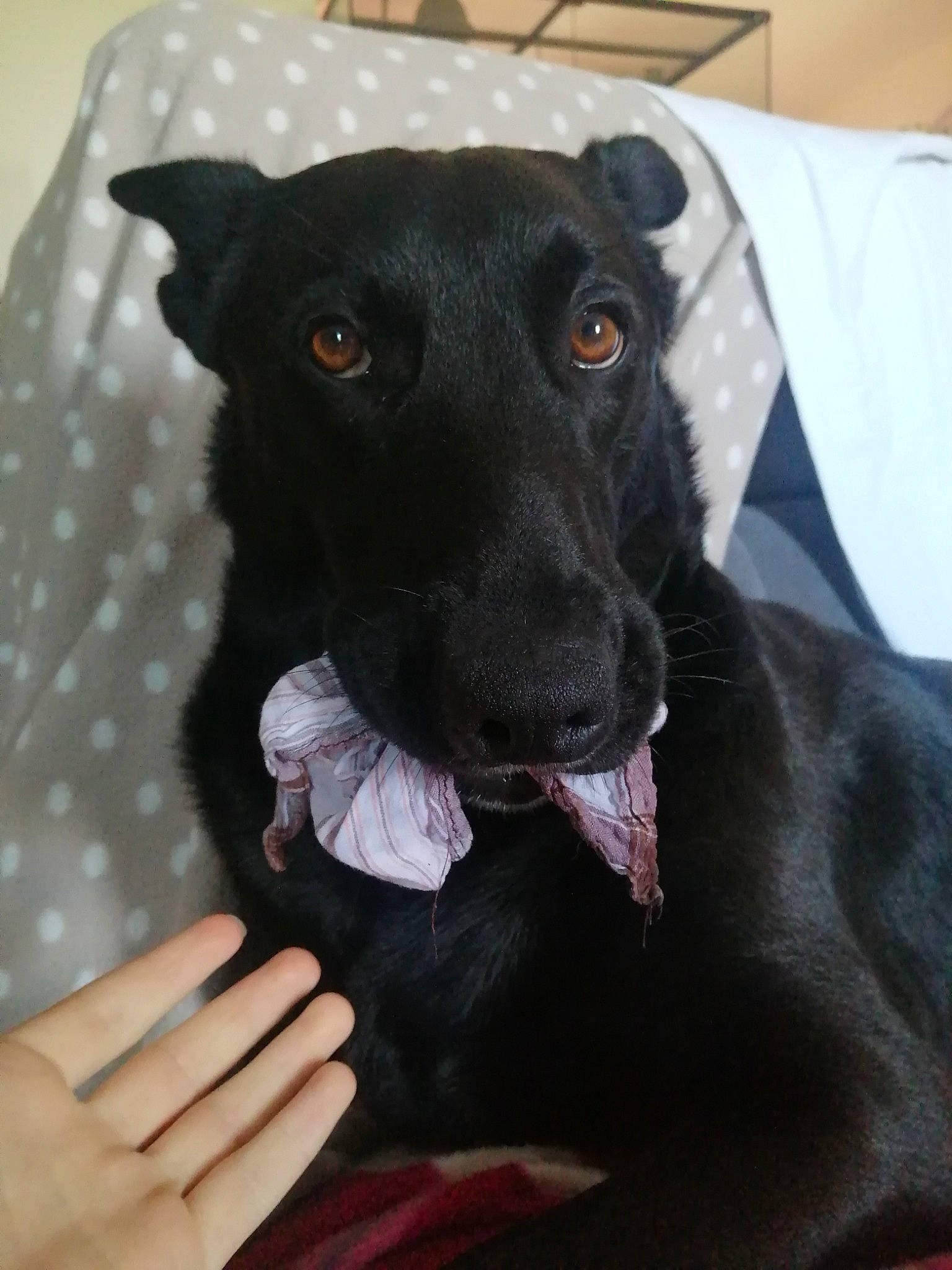 Tara participe au concours pour gagner de l'argent avec cette photo : borador, canidae, carnivore, collar, comfort, companion_dog, dog, dog_breed, dog_collar, dog_supply, ear, fawn, fur, grey, jaw, pet_supply, snout, sporting_group, whiskers, working_animal