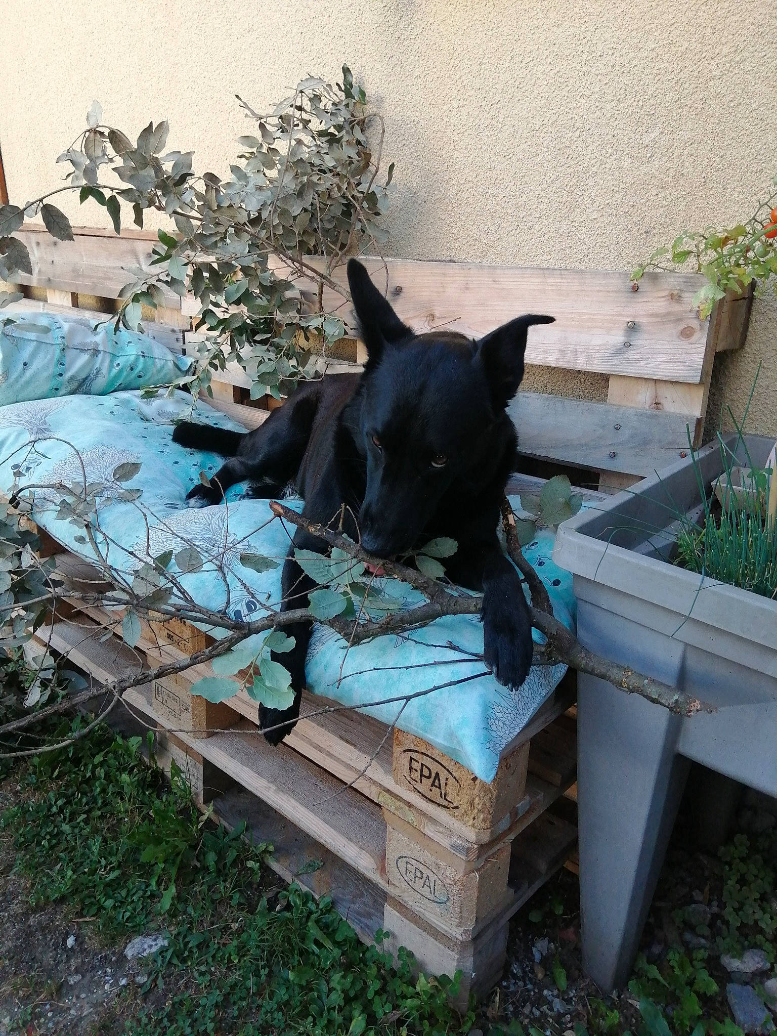 Tara participe au concours pour gagner de l'argent avec cette photo : art, building, canidae, carnivore, chair, companion_dog, dog, dog_breed, felidae, grass, guard_dog, house, pet_supply, plant, small_to_medium_sized_cats, sporting_group, tail, vertebrate, wood, working_animal