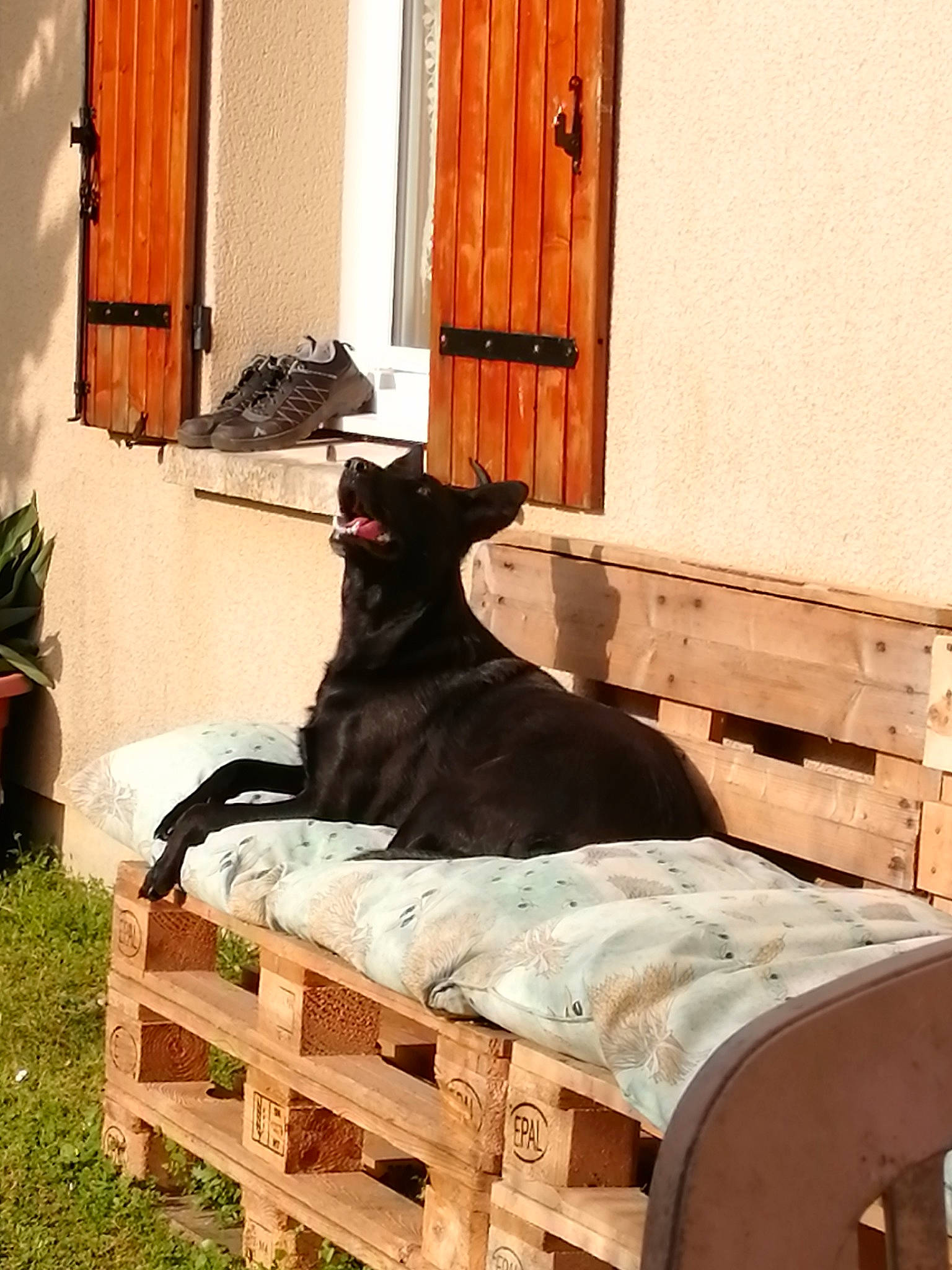 Tara participe au concours pour gagner de l'argent avec cette photo : carnivore, companion_dog, dog, dog_breed, door, fawn, flowerpot, grass, hardwood, home_door, houseplant, plant, room, sitting, sporting_group, tail, terrestrial_animal, tints_and_shades, wood, working_animal