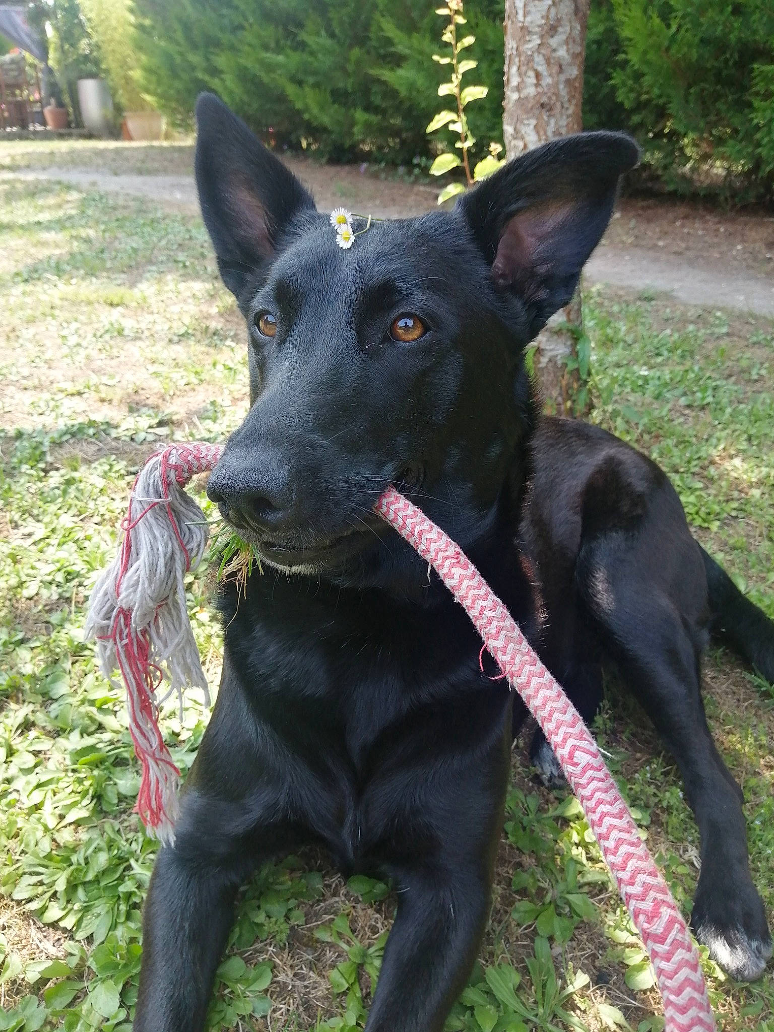 Tara a rejoint le concours — aidez-le/la à gagner de superbes lots ! borador, canidae, carnivore, collar, companion_dog, dog, dog_breed, dog_collar, fashion_accessory, grass, guard_dog, leash, plant, snout, sporting_group, tail, tree, whiskers, working_animal, working_dog