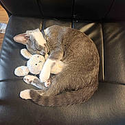 Elena joined the competition — help win amazing prizes! adorable, animal, black_leather_chair, cat, cozy, curled_up, cute, domestic_cat, feline, fur, gray_and_white, indoor, knitted_bunny, paws, pet, plush_toy, relaxed, resting, sleeping, soft_toy