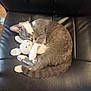 adorable, animal, black_leather_chair, cat, cozy, curled_up, cute, domestic_cat, feline, fur, gray_and_white, indoor, knitted_bunny, paws, pet, plush_toy, relaxed, resting, sleeping, soft_toy