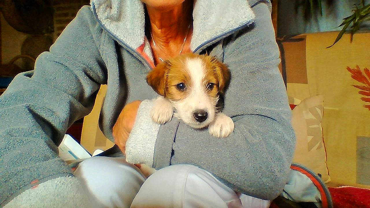 Lady