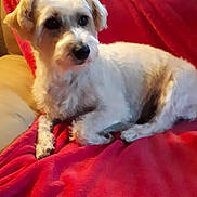 Lady a rejoint le concours — aidez-le/la à gagner de superbes lots ! dog, white_dog, pet, animal, couch, red_blanket, indoor, relaxing, fur, canine, comfort, domestic_animal, laying_down, looking_away, cozy, home, furniture, ears, snout, companion