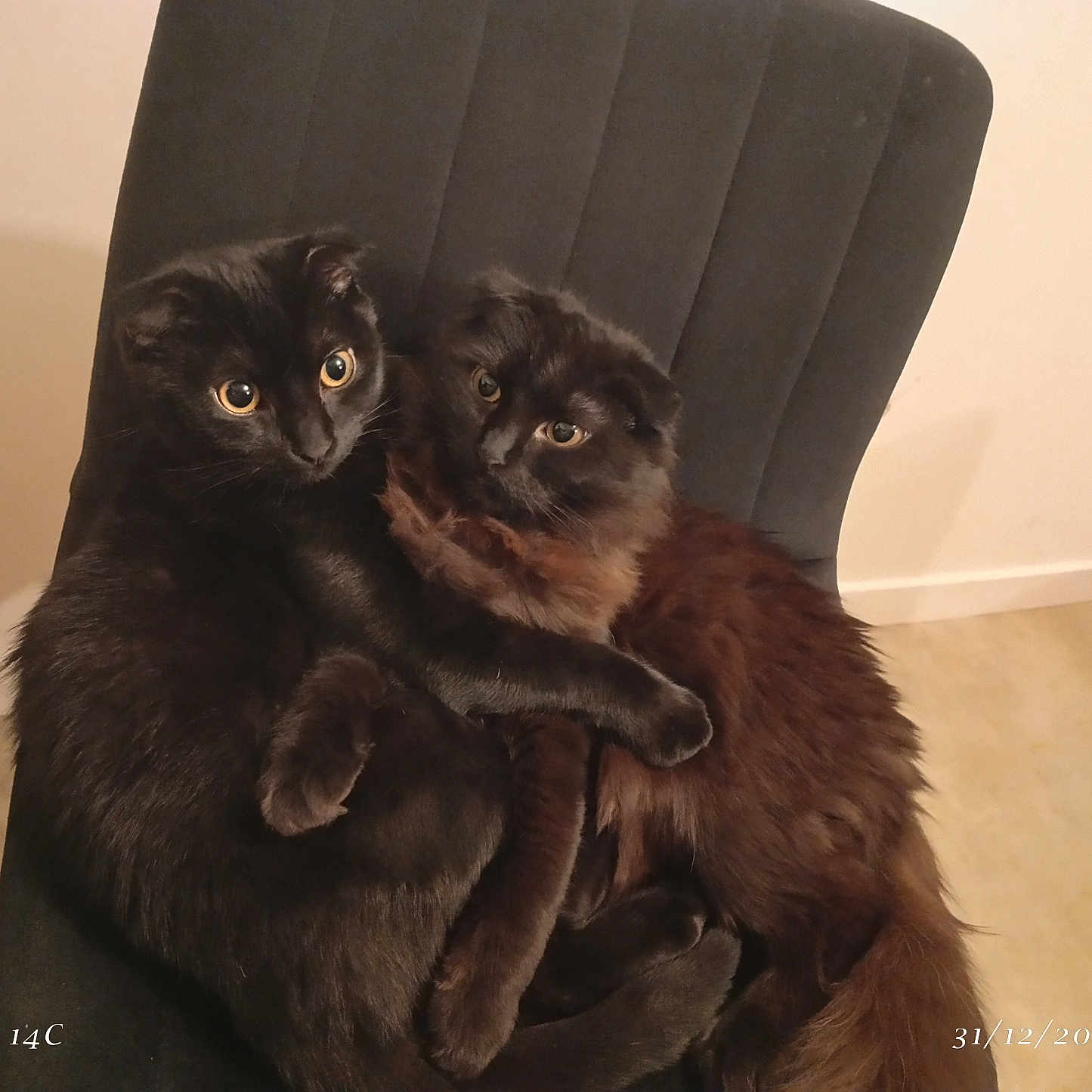 Gattino a rejoint le concours — aidez-le/la à gagner de superbes lots ! animal, black_cat, cat, chair, companions, cozy, cute, domestic_cat, eyes, feline, friendship, fur, indoor, looking, pets, resting, sitting, snuggling, two_animals, whiskers
