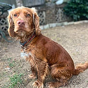 Toffee Boy is registered to the contest to win money with this photo: dog, brown_dog, pet, outdoor, garden, collar, tag, fur, sitting, animal, canine, backyard, fence, grass, dirt, ears, tail, portrait, looking, nature
