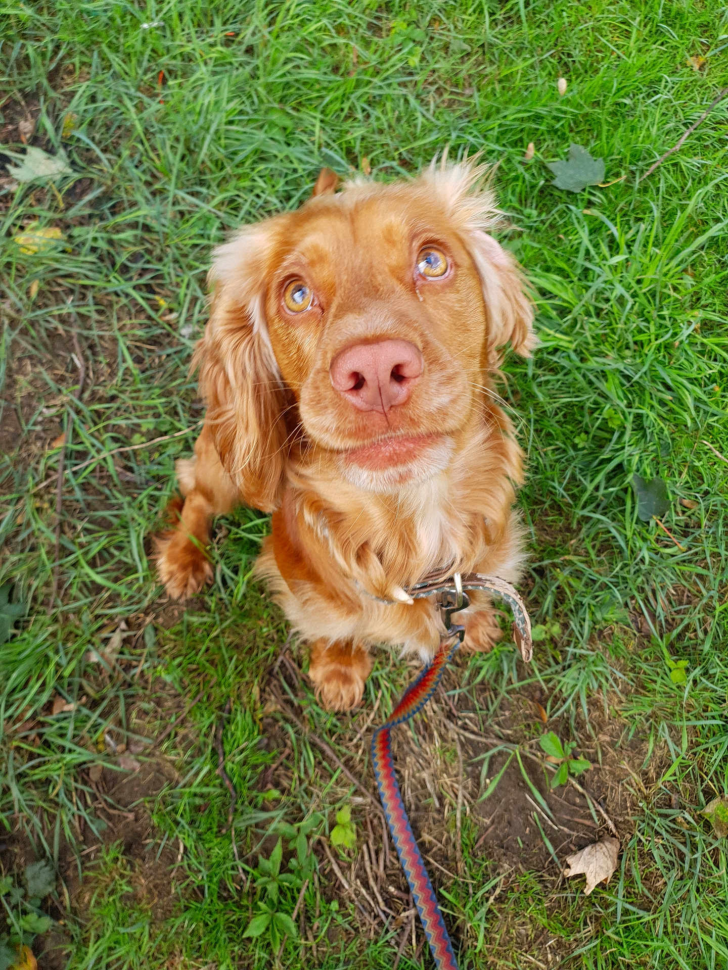 Toffee Boy