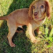 Toffee Boy is registered to the contest to win money with this photo: adorable, animal, brown_fur, canine, collar, cute, daylight, dog, ears, eyes, fur, grass, nature, outdoor, pet, playful, puppy, shadow, sunlight, young