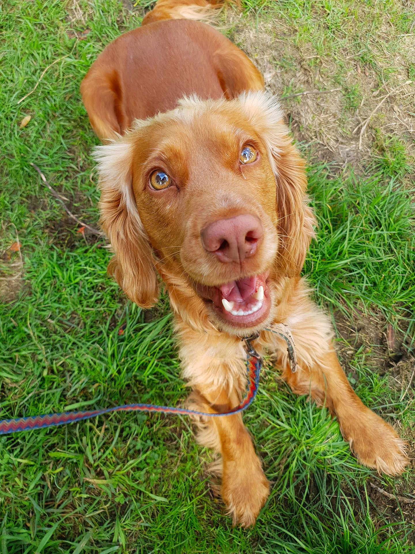 Toffee Boy