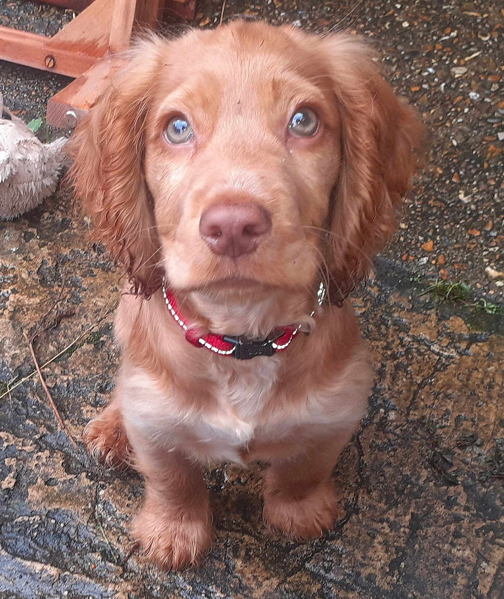 Toffee Boy