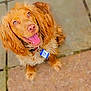 Toffee Boy is registered to the contest to win money with this photo: adorable, animal, blue_eyes, brown_fur, canine, close_up, collar, cute, dog, friendly, fur, happy, looking_up, outdoor, pavement, pet, playful, sitting, tag, tongue_out