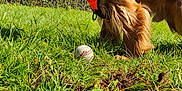 Toffee Boy is registered to the contest to win money with this photo: dog, golden_brown, harness, grass, baseball, outdoor, sunny, blue_sky, fence, playful, pet, canine, animal, nature, leafy, park, summer, daytime, tongue_out, close_up