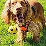 dog, golden, long_ears, orange_harness, soccer_ball, grass, outdoor, sunny, playful, pet, animal, active, mouth_open, happy, fur, canine, nature, daylight, field, excited