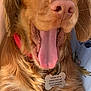 dog, golden_retriever, tongue_out, collar, pet_tag, happy, close_up, fur, animal, canine, outdoor, person_partial, smiling, mammal, domestic_animal, pet, cute, friendly, companion, red_collar
