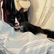 Chulo joined the competition — help win amazing prizes! animal, bag, bed, black_and_white_cat, blanket, cat, clothes_rack, clothing, cozy, cute, domestic, feline, fur, indoor, pet, relaxed, resting, striped_bedding, tongue_out, whiskers