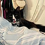 animal, bag, bed, black_and_white_cat, blanket, cat, clothes_rack, clothing, cozy, cute, domestic, feline, fur, indoor, pet, relaxed, resting, striped_bedding, tongue_out, whiskers