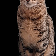 Marley participe au concours pour gagner de l'argent avec cette photo : cat, tabby, animal, pet, feline, sitting, curious, whiskers, ears, tail, paws, stripes, fur, alert, cute, domestic, mammal, young, indoor, portrait