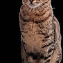cat, tabby, animal, pet, feline, sitting, curious, whiskers, ears, tail, paws, stripes, fur, alert, cute, domestic, mammal, young, indoor, portrait