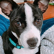 Ttiki participe au concours pour gagner de l'argent avec cette photo : animal, black_and_white, blanket, canine, close_up, collar, cozy, curious, cute, dog, domestic_animal, ears, fur, indoor, looking, nose, pet, portrait, soft, young