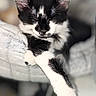 Jinx joined the competition — help win amazing prizes! cat, black_and_white, sleeping, paw, cozy_bed, feline, pet, indoor, relaxed, cute, whiskers, close_up, soft_texture, fur, animal, domestic, resting, blurred_background, comfortable, peaceful
