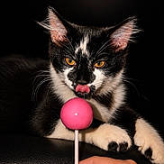 Jinx joined the competition — help win amazing prizes! cat, black_and_white, licking, lollipop, hand, orange_eyes, pet, animal, cute, playful, feline, closeup, portrait, indoor, dark_background, whiskers, paws, fur, black, white