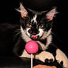 cat, black_and_white, licking, lollipop, hand, orange_eyes, pet, animal, cute, playful, feline, closeup, portrait, indoor, dark_background, whiskers, paws, fur, black, white